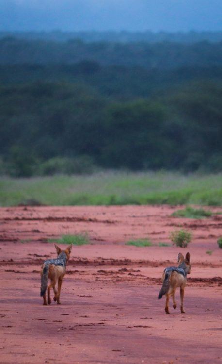 safaris kenia diani beach