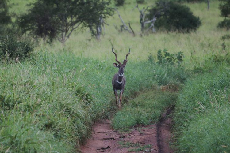 kudu on road