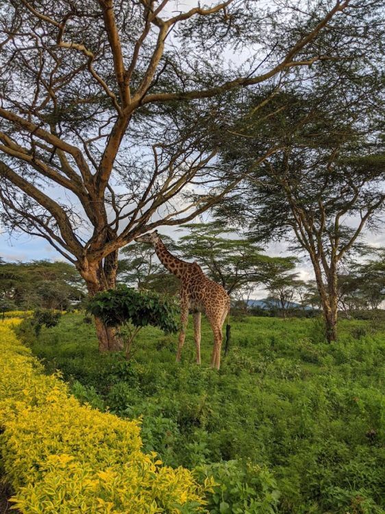 giraffe eating from a tree in naivasha kenya