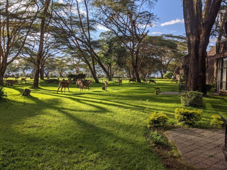 waterbuck on the yard at sopa lodge naivasha