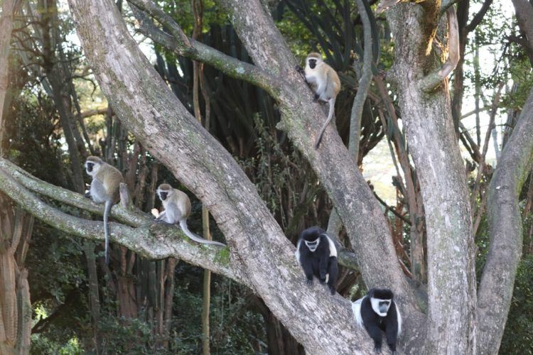 monkeys in a tree