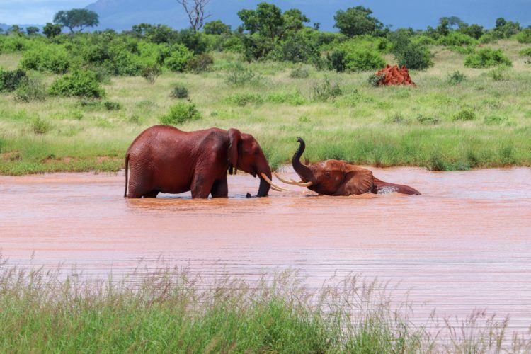 safaris kenia diani beach