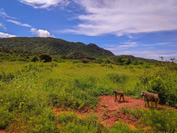 baboons in tsavo west national park