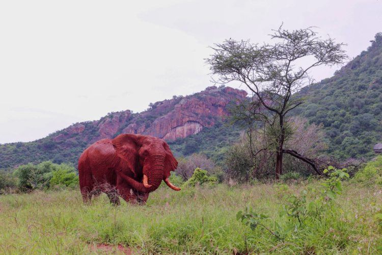 elephants in tsavo west safari