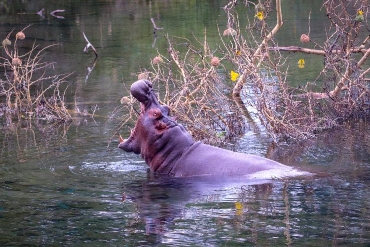 hippo on safari