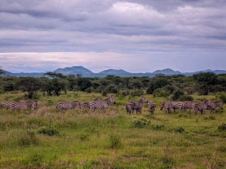 zebras on safari