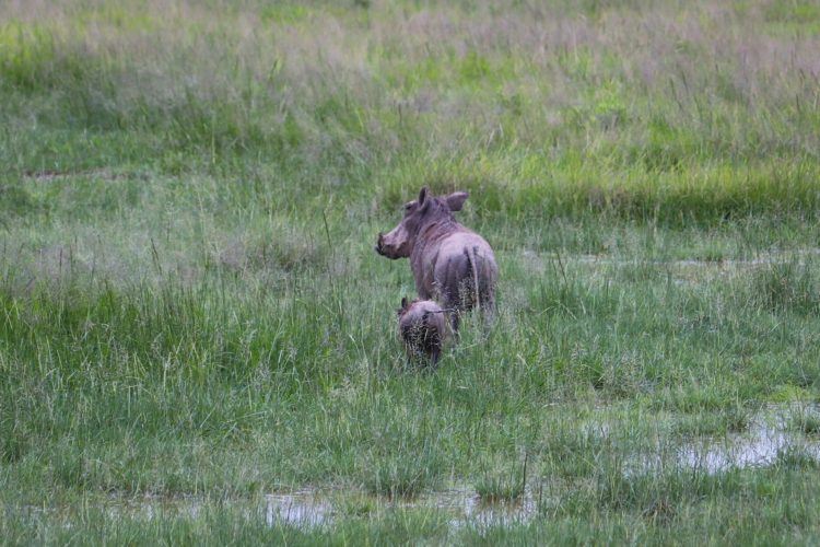 baby warthog kenya safari