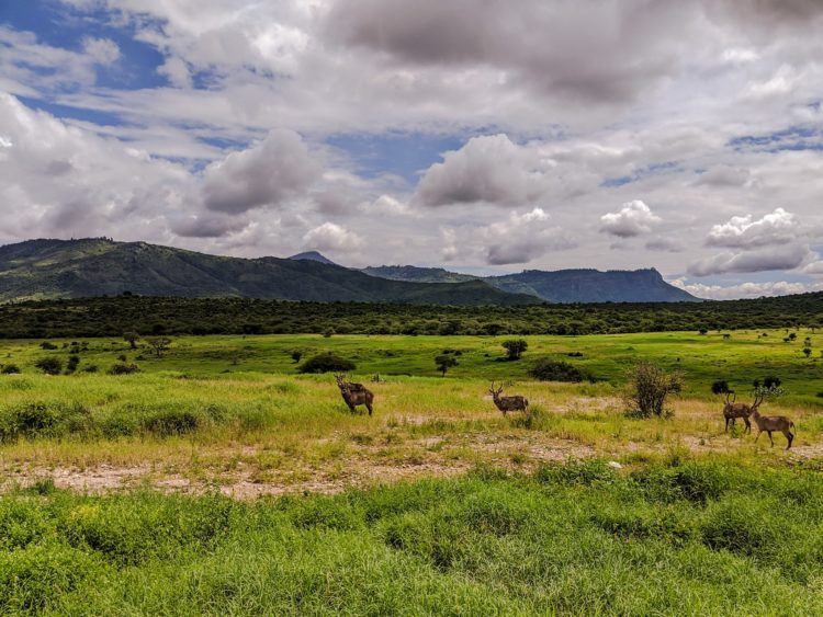 water buck in taita hills