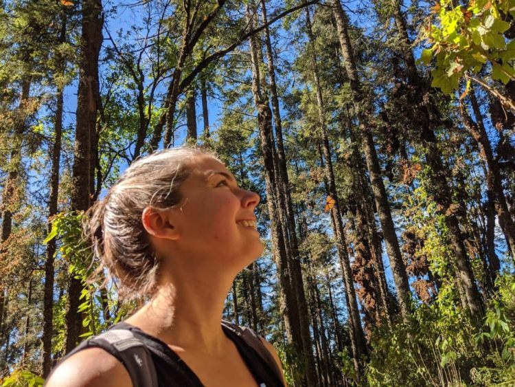 looking up at monarch butterflies