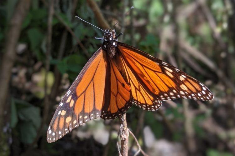 monarch butterfly in valle de bravo mexico