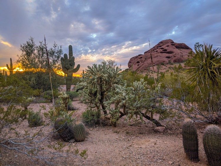 desert sunset