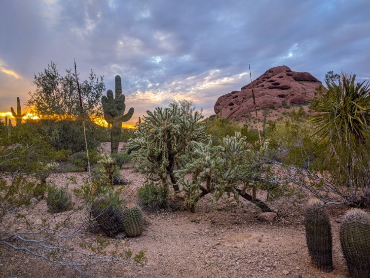 sunset at the desert botanical garden