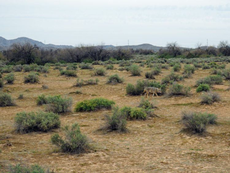 coyote in Arizona desert