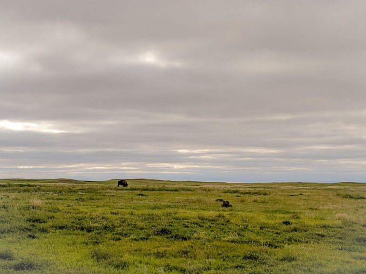 bison in badlands