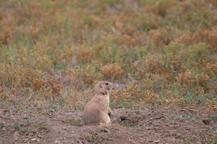 prairie dogs