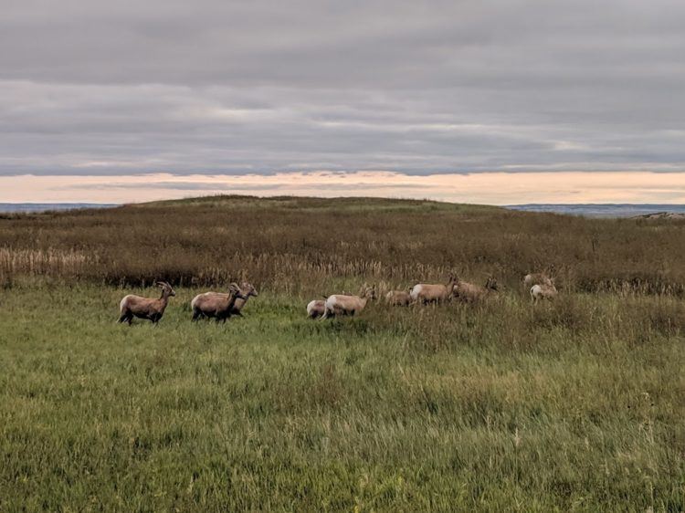 Badlands wildlife at dusk