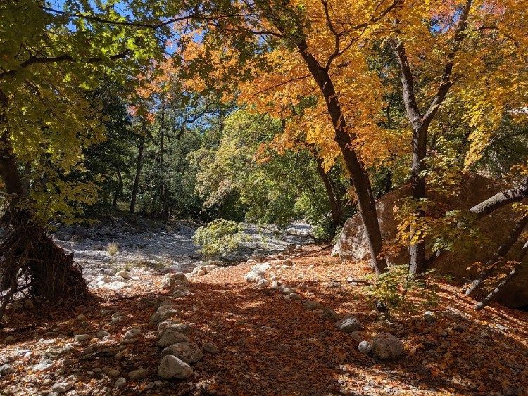 Mckittrick canyon fall colors