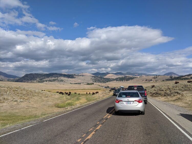 bison traffic yellowstone