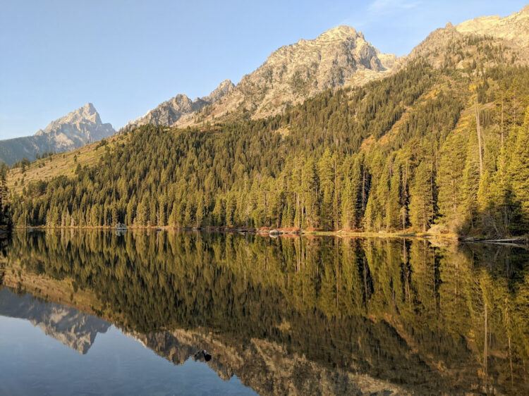 forest reflection in lake