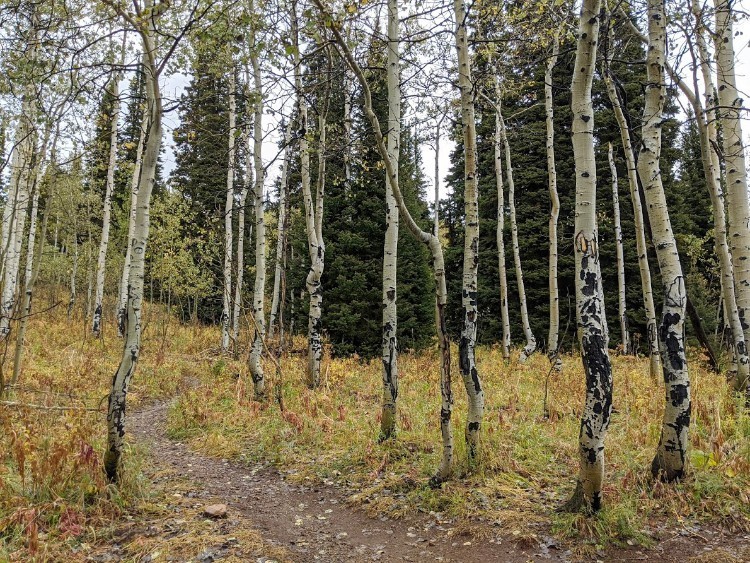 aspen trees near trail