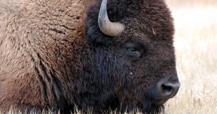 bison closeup