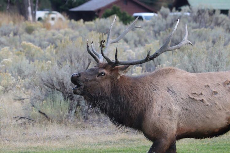 bull elk bugling