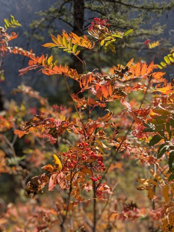 fall leaves