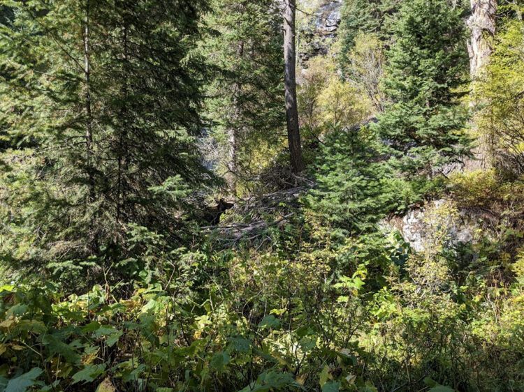 moose in forest