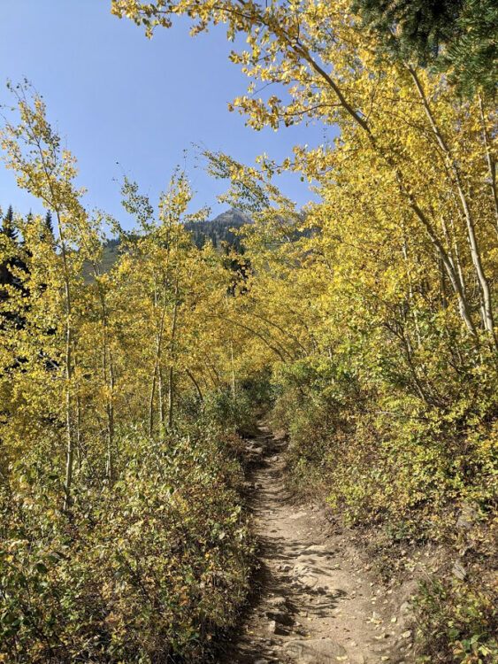 yellow aspens wyoming