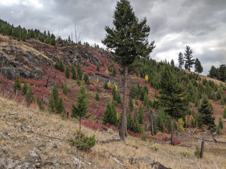 yellowstone fall colors on hill