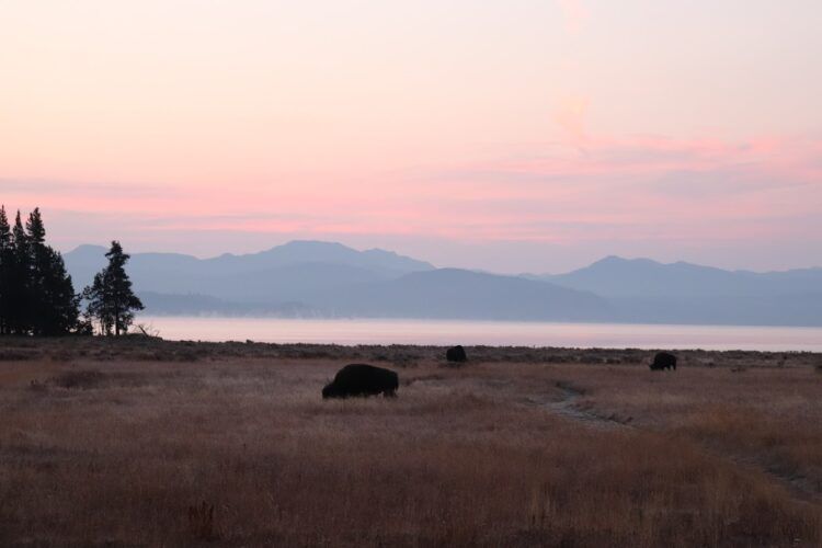 bison on lakeshore at sunrise