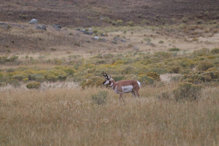 yellowstone pronghorn