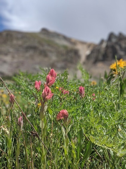 colorado wildflowers