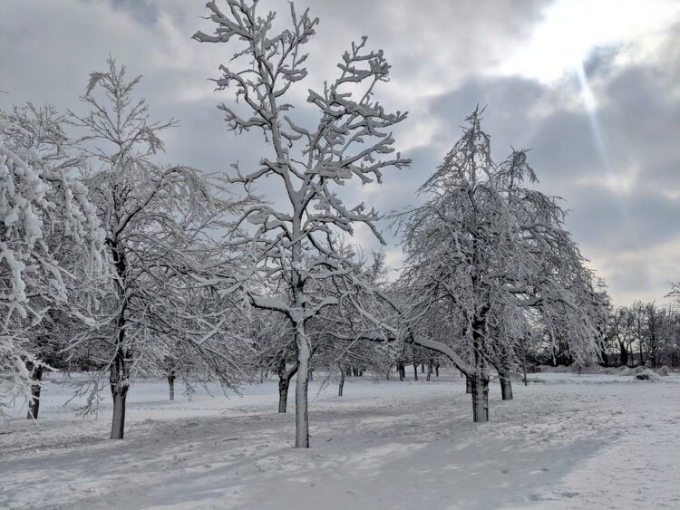 trees covered with ice and snow