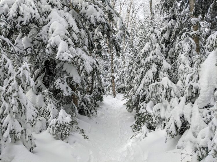 trail through snow covered pine trees