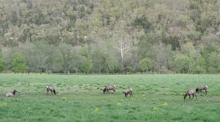 elk in ponca arkansas