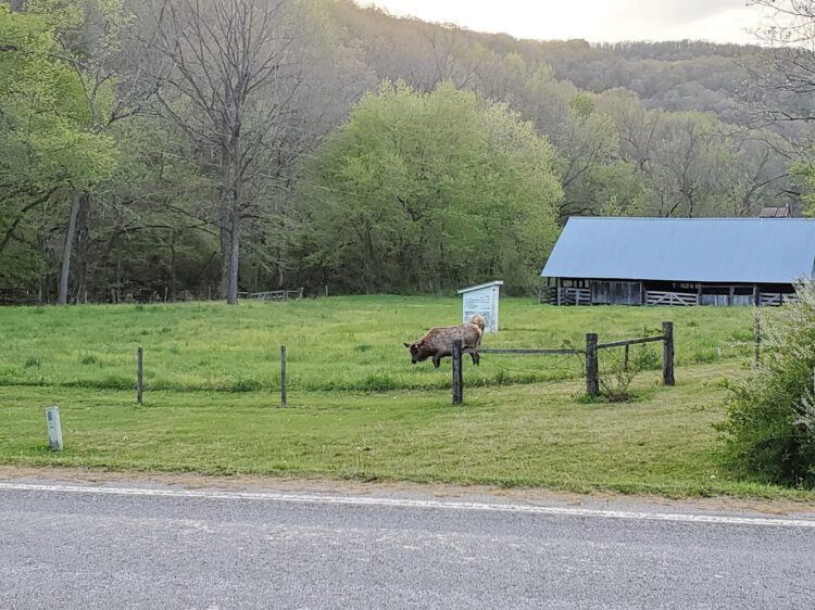 elk in arkansas yard