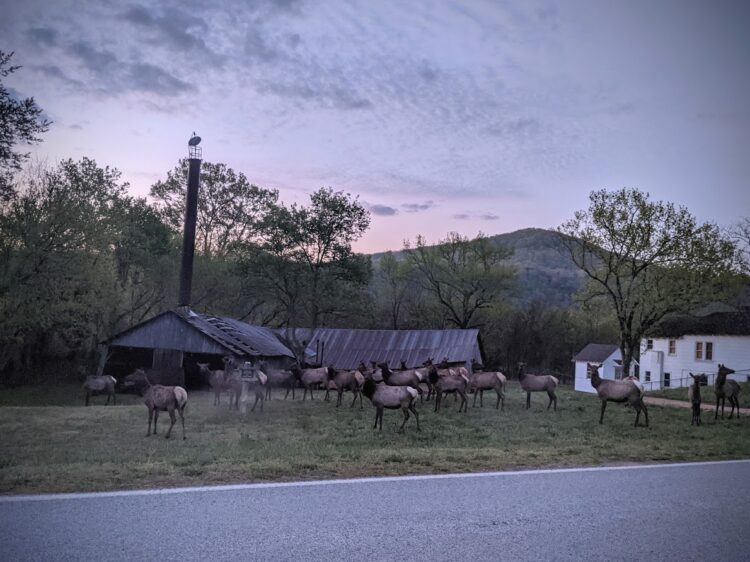 elk near boxley church