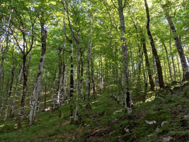 birch forest biogradska