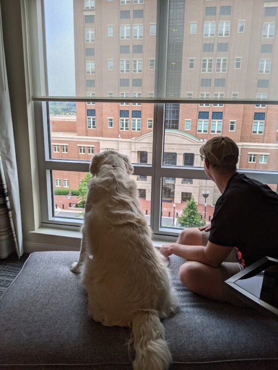 dog looking out window