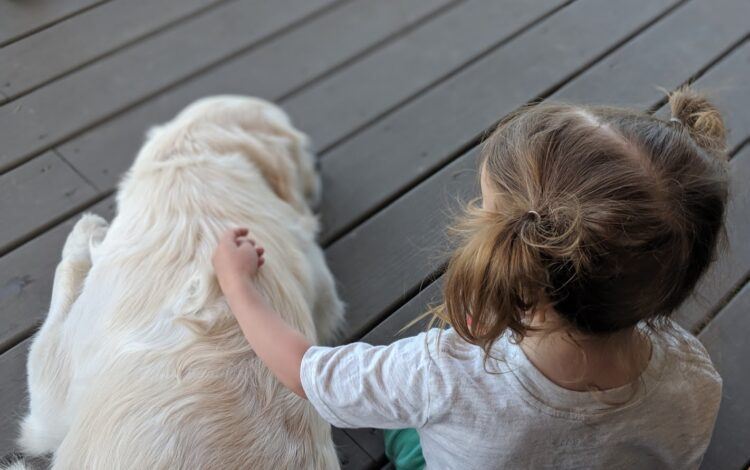 dog with small child