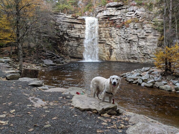 dog in front of waterfall