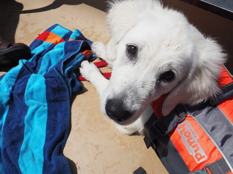 dog wearing life jacket