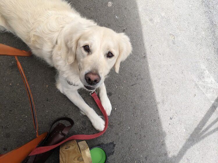 dog looking up at table