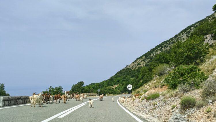 sheep on montenegro road