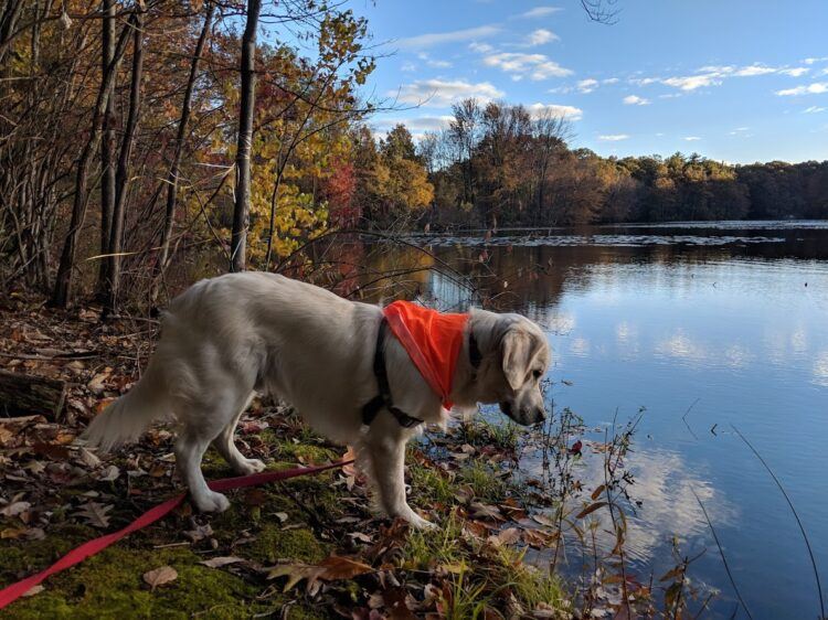 dog at lake