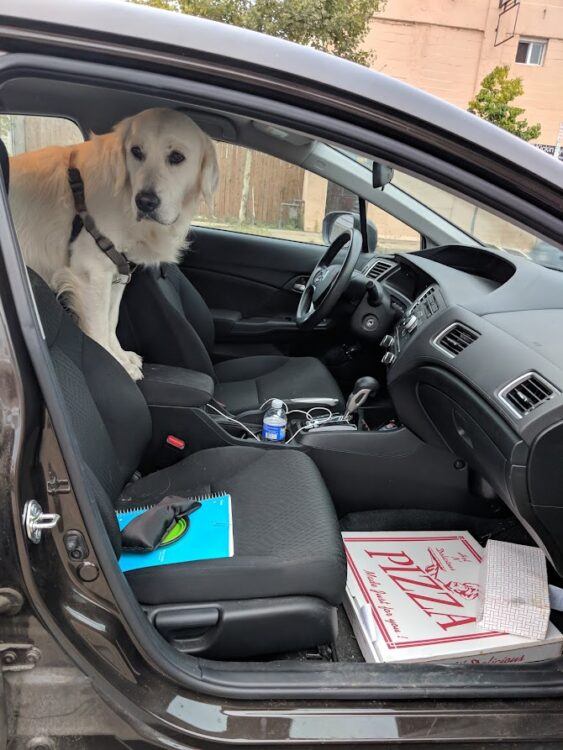 dog drooling over pizza