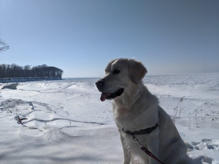 dog in snow