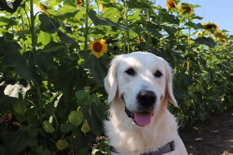 dog in front of sunflowers