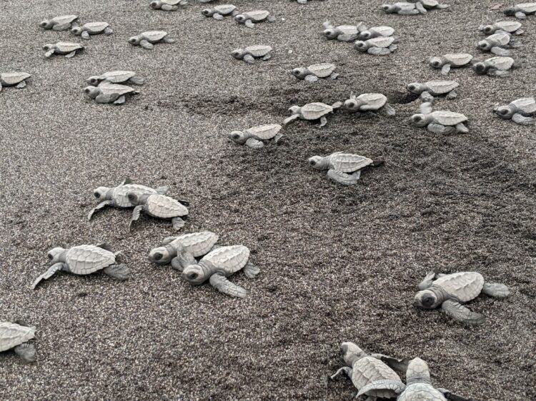 baby turtles on beach